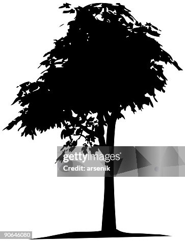 Tree Tree