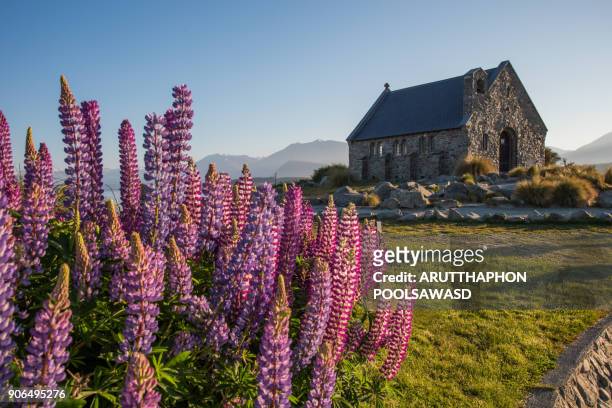 church of the good shepherd and lupine blooming flowers,tekapo lake, new zealand - wanaka stock-fotos und bilder