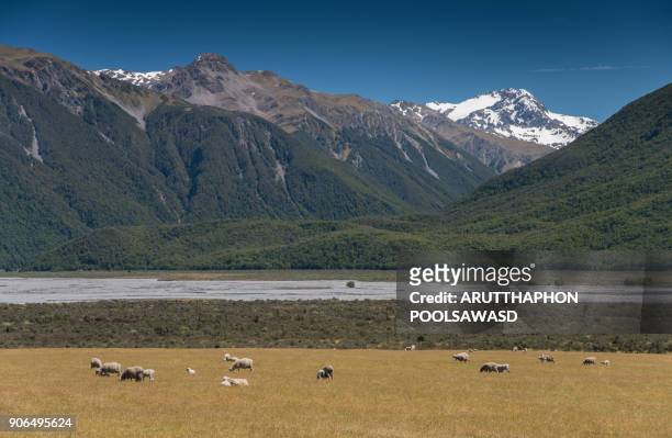 sheep in new zealand - otago farmland stock pictures, royalty-free photos & images