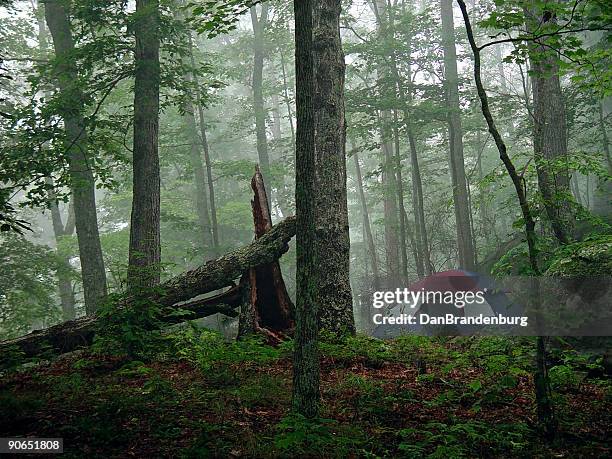 campsite at dawn - fog camper stock pictures, royalty-free photos & images