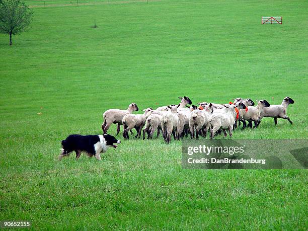 sheep herding - border collie stock pictures, royalty-free photos & images