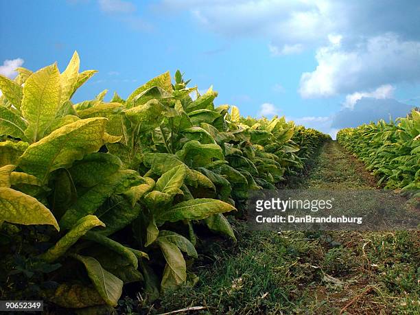 tobacco plants - kentucky farm stock pictures, royalty-free photos & images