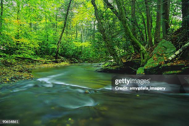 landschaft river forest green - bush live stock-fotos und bilder