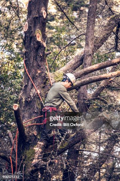 man cutting branches on tree - tradesman with chainsaw stock pictures, royalty-free photos & images