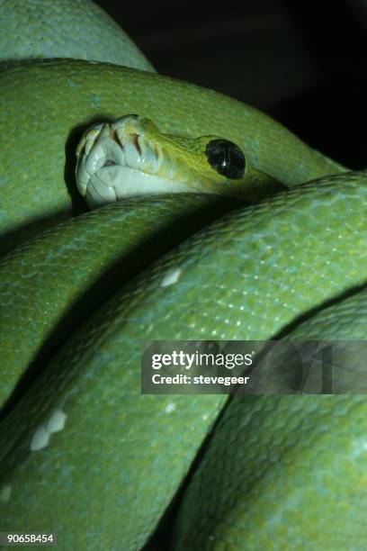 Python Prey Photos and Premium High Res Pictures - Getty Images