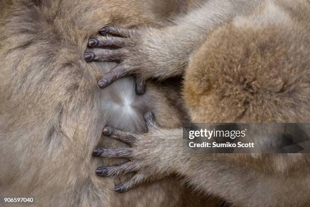 snow monkey grooming, jigokudani snow monkey park, nagano, japan - macaque hand stock pictures, royalty-free photos & images