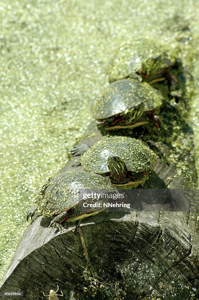 Painted turtles, Chrysemys picta, on log