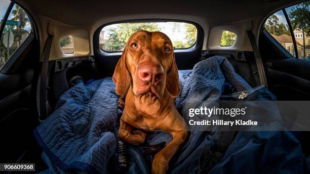 vizsla laying down in back of vehicle - achterbak-van-auto stockfoto's en -beelden
