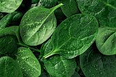 Macro photography of fresh spinach. Concept of organic food.