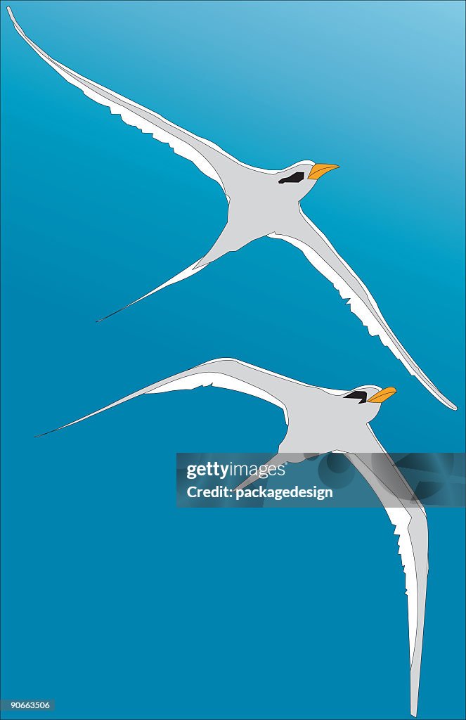 Birds in Flight VECTOR