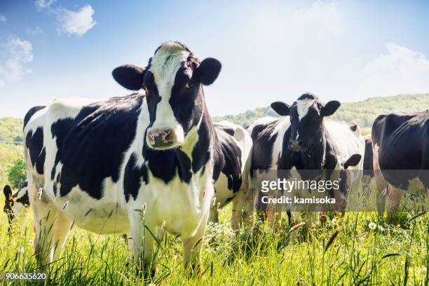 nahaufnahme der kühe im sommer - viehweide stock-fotos und bilder