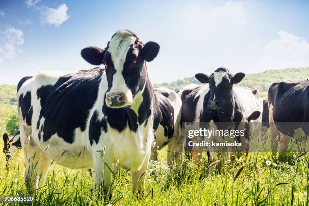 nahaufnahme der kühe im sommer - rind stock-fotos und bilder