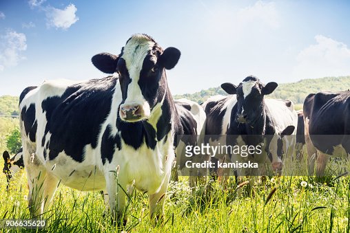 180,492 Cow Photos and Premium High Res Pictures - Getty Images