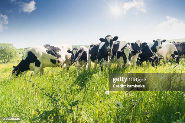 nahaufnahme der kühe im sommer - kühe weide stock-fotos und bilder