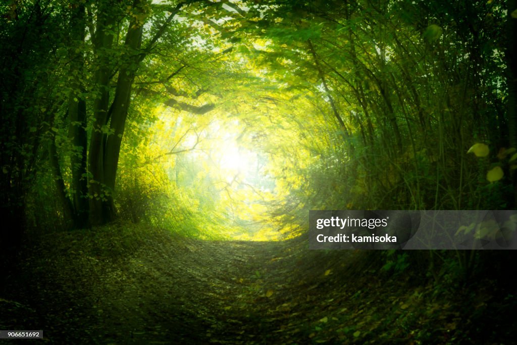 Magical path in summer