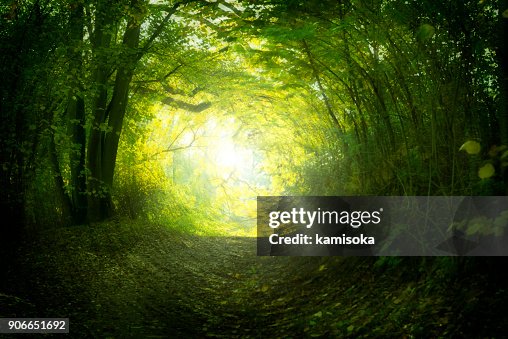 Magical Path In Summer High-Res Stock Photo - Getty Images