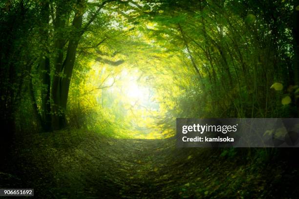 caminho mágico no verão - green wood - fotografias e filmes do acervo