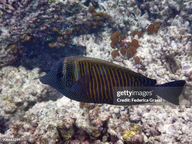 sailfin surgeonfish (zebrasoma desjardinii) - zebrasoma veliferum stock pictures, royalty-free photos & images