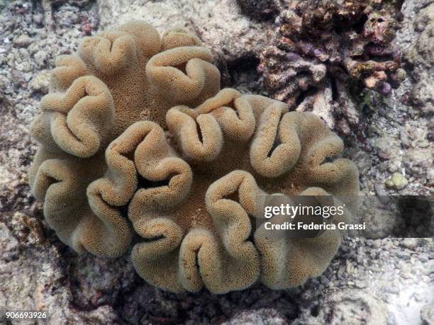 sarcophyton soft coral (mushroom leather coral) - mushroom coral stock pictures, royalty-free photos & images