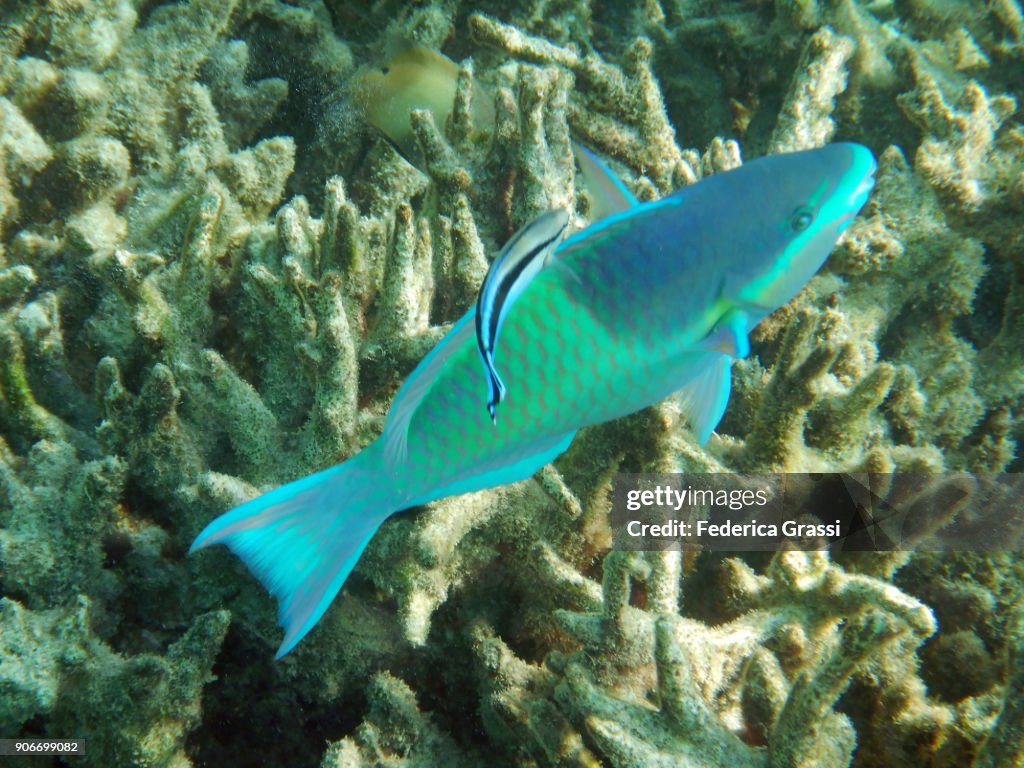 Mara Rara Fish Parrotfish And Remora Fish On Maldivian Coral Reef High-Res Stock Photo ...