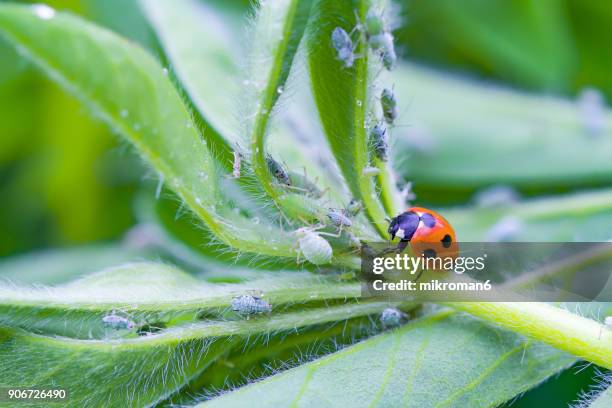 ladybird eating aphids - aphid stockfoto's en -beelden