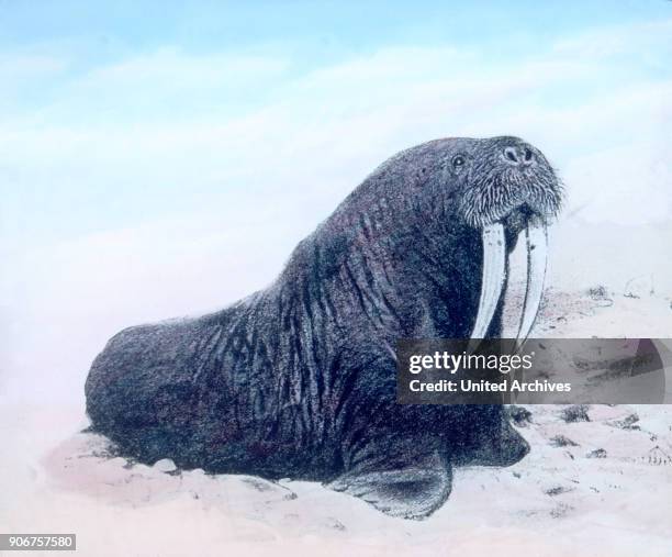 Walrus .