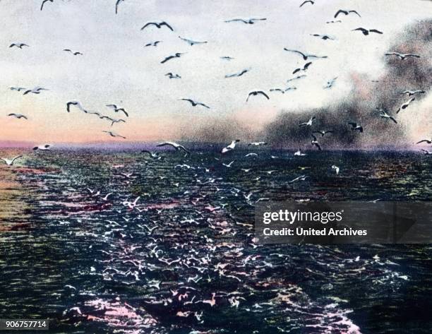 Seagulls over the ocean, 1920s.