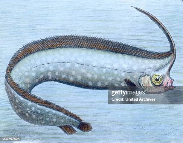 Illustration of a sea fish, 1920s.