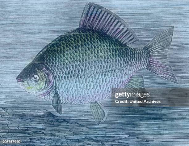 Illustration of a Crucian carp , 1920s.