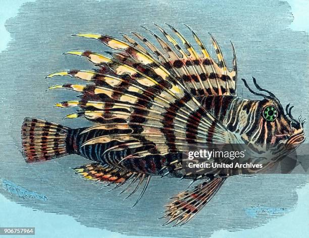 Illustration of pterois , 1920s.