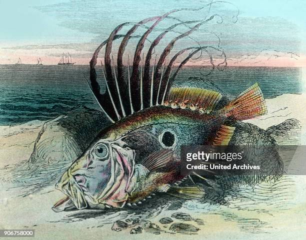 Illustration of a John dory fish , 1920s.