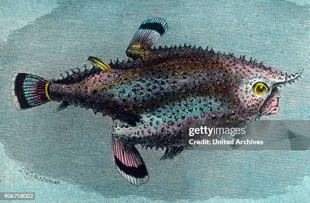 Illustration of a fish shaped like a tobacco pipe, 1920s.