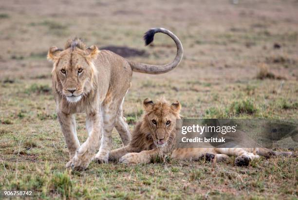 unga lejon bröder i amboseli, kenya - amboseli national park bildbanksfoton och bilder