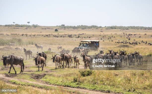 herd of wildebeests on the savannah in masai mara, kenya. safari vehicle with tourists in the background - masai mara national reserve stock pictures, royalty-free photos & images