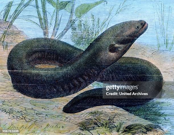 Electric eel, .