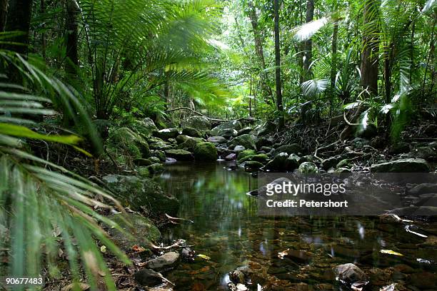 tropical_rain_forest - queensland imagens e fotografias de stock