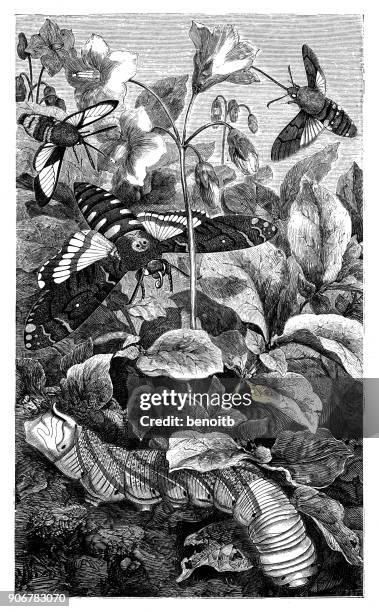 hawk moths - moth stock illustrations