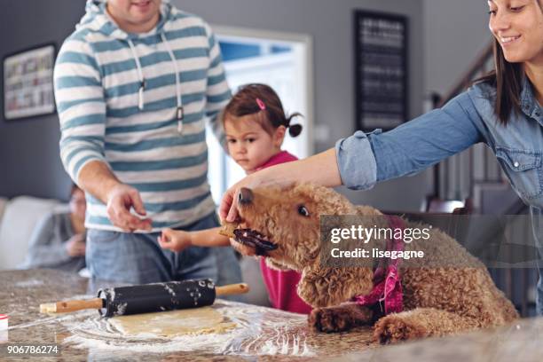 valentine's day  - dog stealing food stock-fotos und bilder