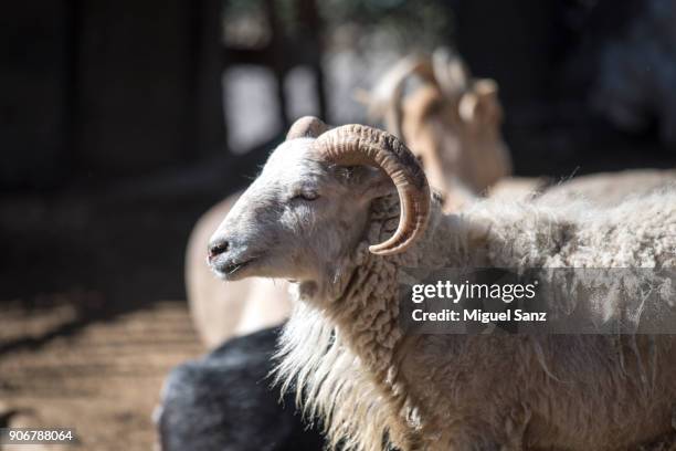 domestic goat (capra aegagrus hircus) in a corral - goatee ストックフォトと画像