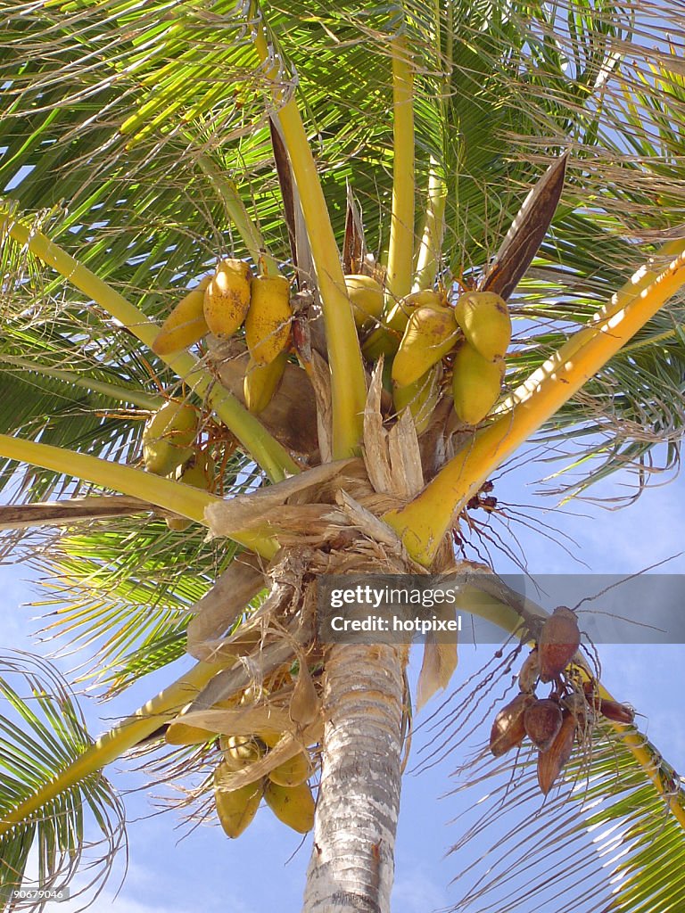 Margarita Island