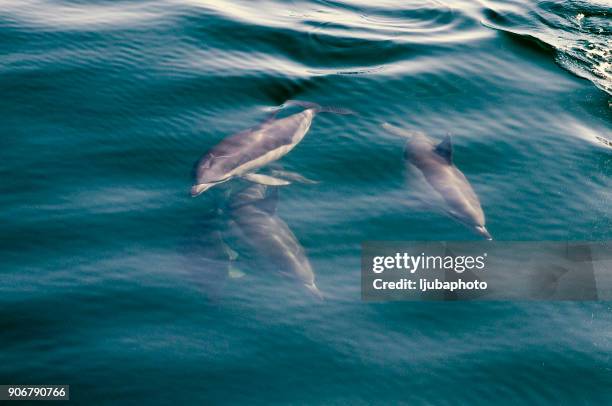 dolphins in blue water - caribbean sea stock pictures, royalty-free photos & images