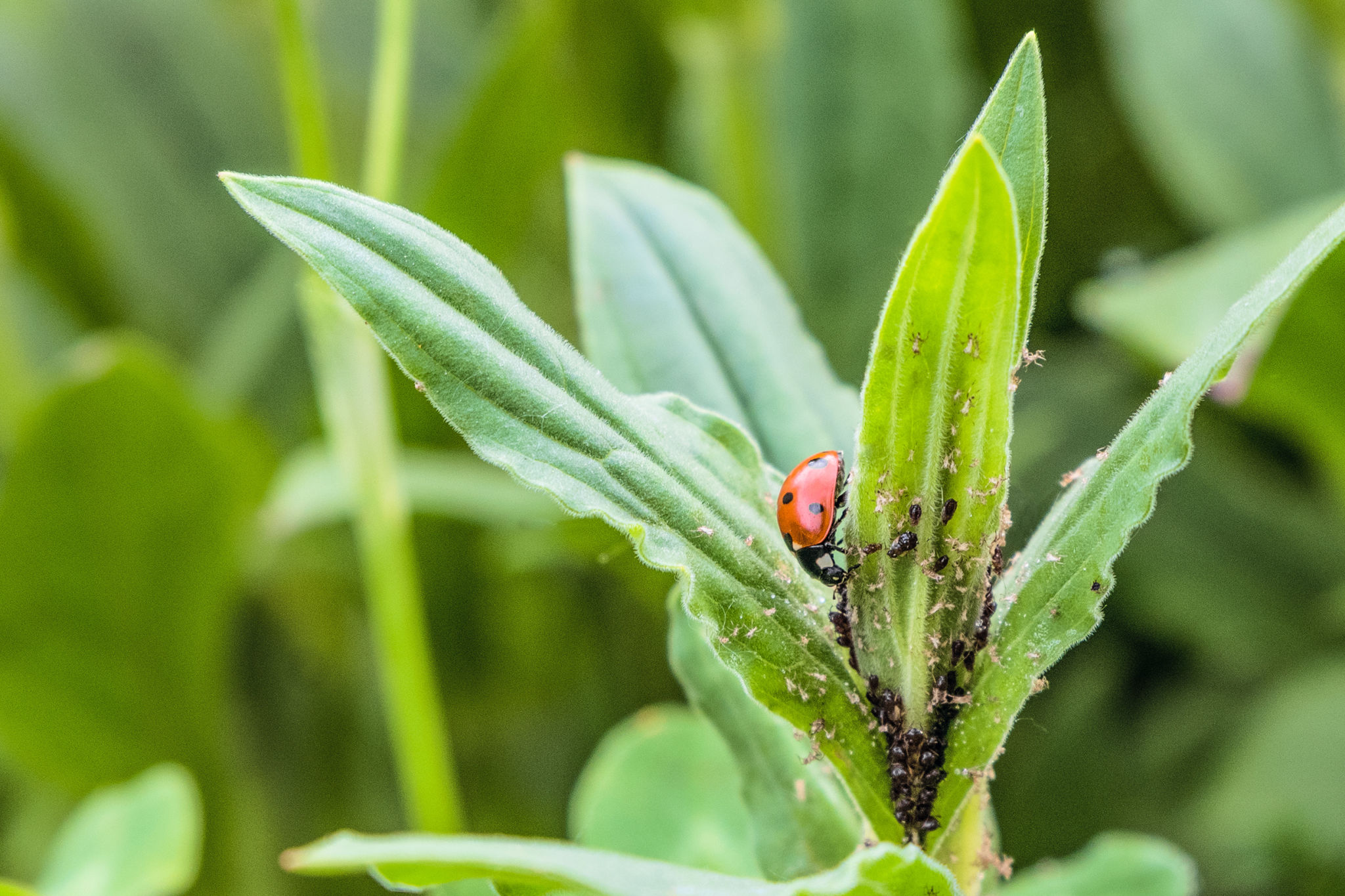 ladybugs garden