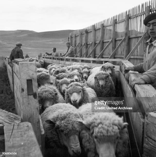 Sheep at a farm in Cerro Castillo in the South of Chile, 1960s.