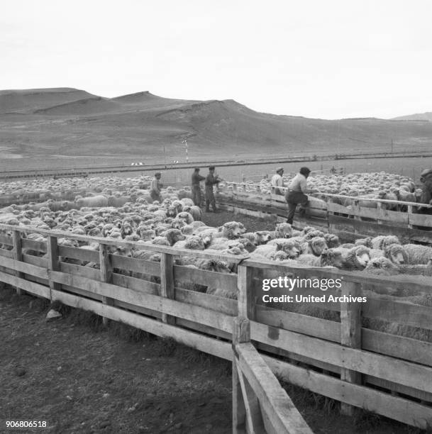 Sheep at a farm in Cerro Castillo in the South of Chile, 1960s.