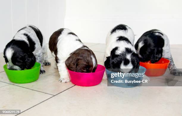 cute cocker spaniel puppies feeding from different coloured bowls - feeding puppies stock pictures, royalty-free photos & images