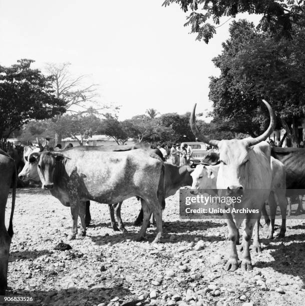 On the cattle market, Colombia 1960s.