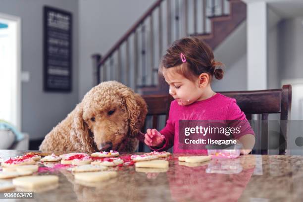 valentine's day  - dog stealing food stock-fotos und bilder