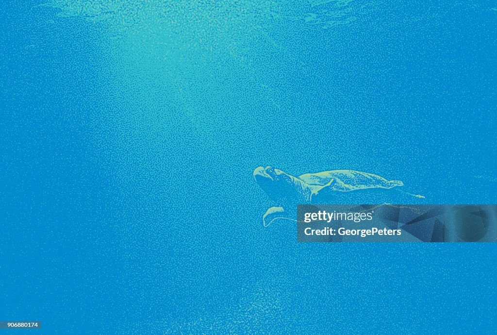 Caribbean Sea Turtle swimming underwater and sunbeams