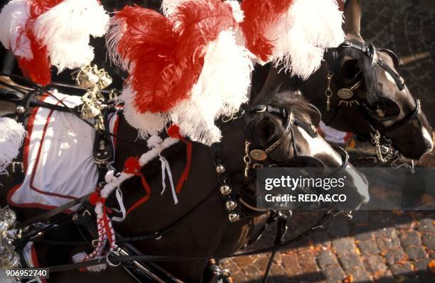 Horses. Traditional Carnival. Ivrea. Piemonte. Italy.