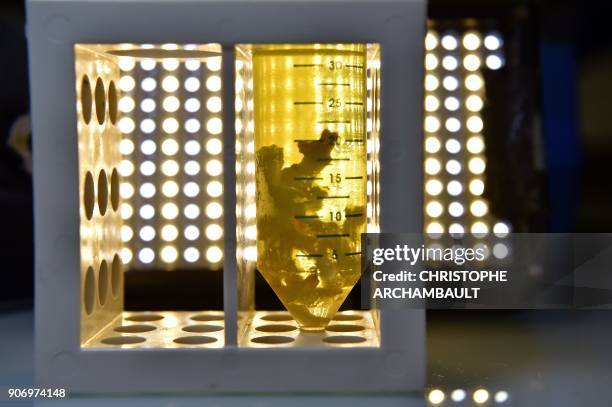 Coral sample in a test tube is pictured at the National Sequencing Center in Evry, outside Paris, on November 9, 2017. Far from the atolls of the...